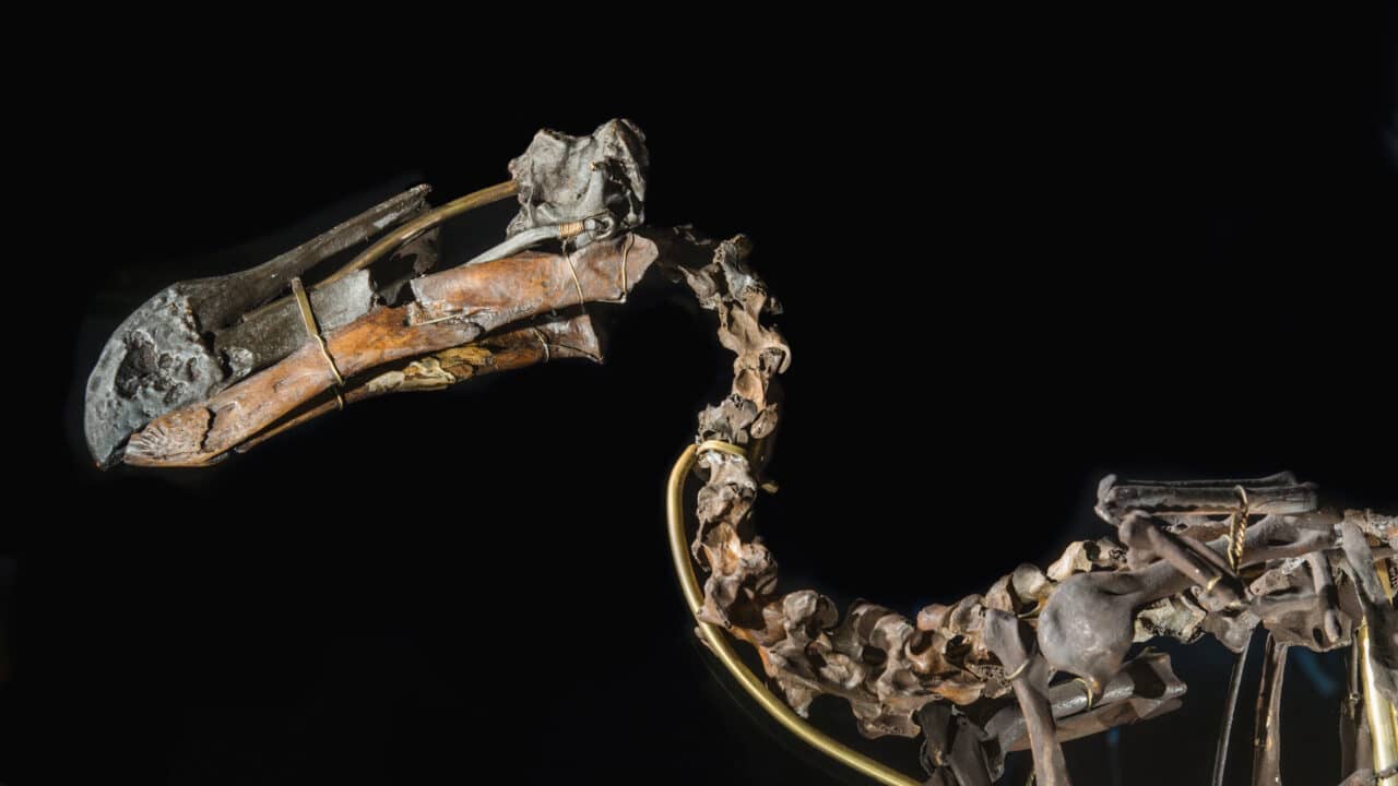 ave histórica que será a primeira espécie a renascer após mais de 300 anos