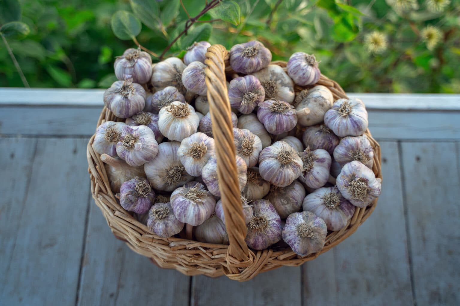 As vantagens de pendurar alho no jardim